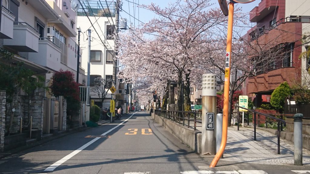 立会道路の桜並木